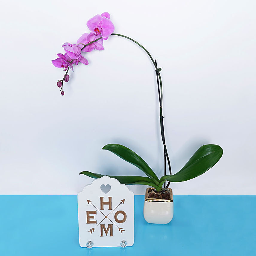 Orchid Plant With Hanging Key Holder