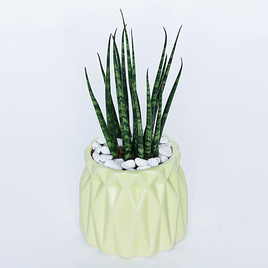 Sansevieria Plant In Green Vase