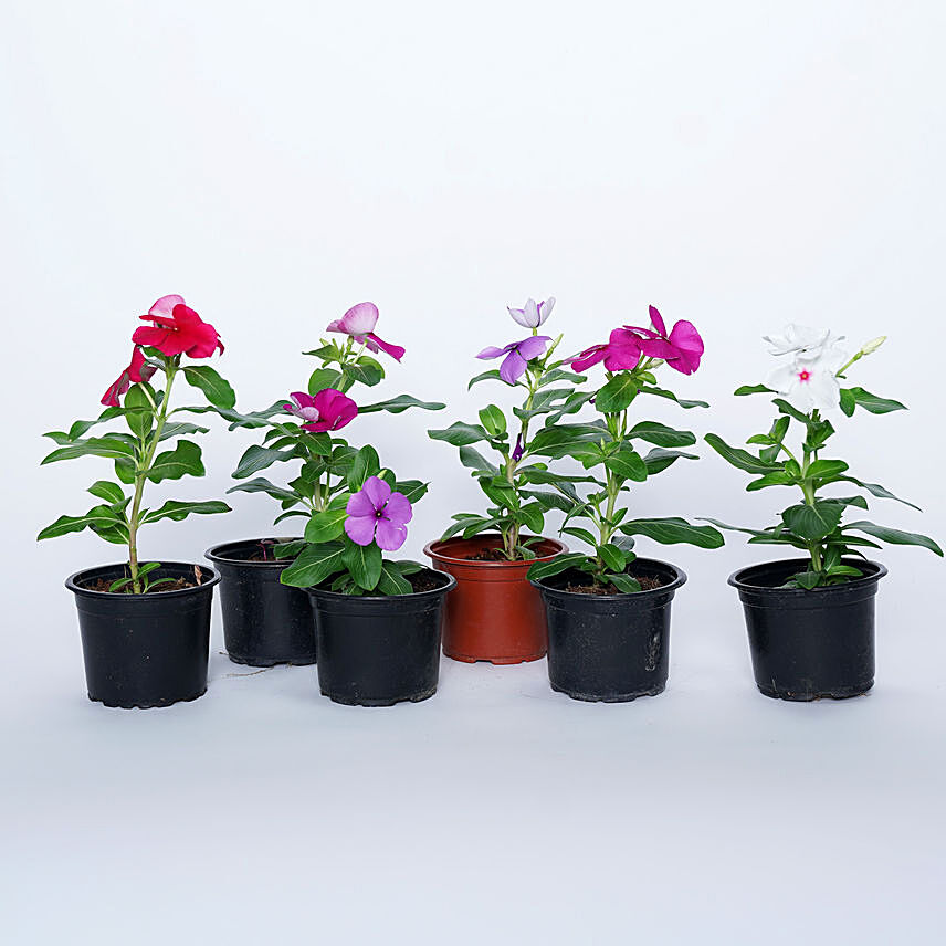 Set Of 6 Vinca Plants