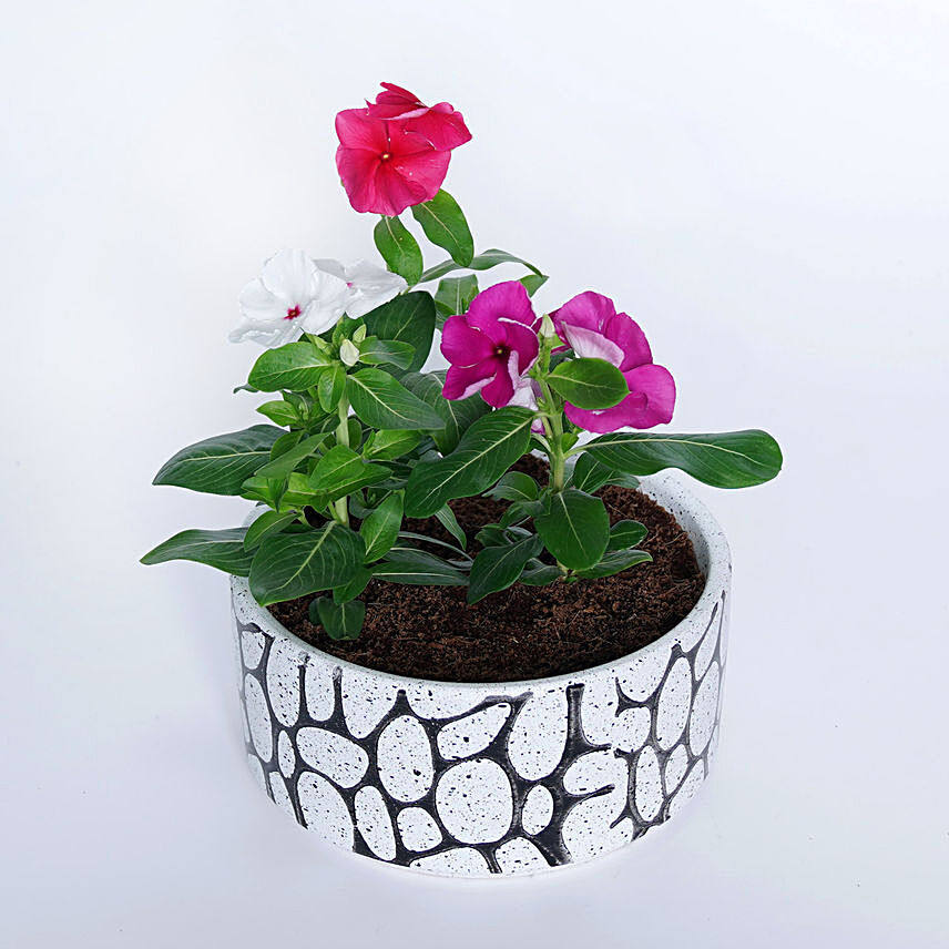 Vinca Plants in Designer pot