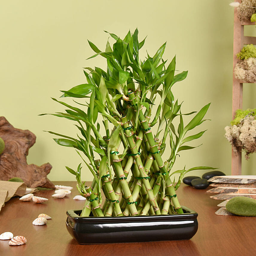 Lucky Bamboo Online