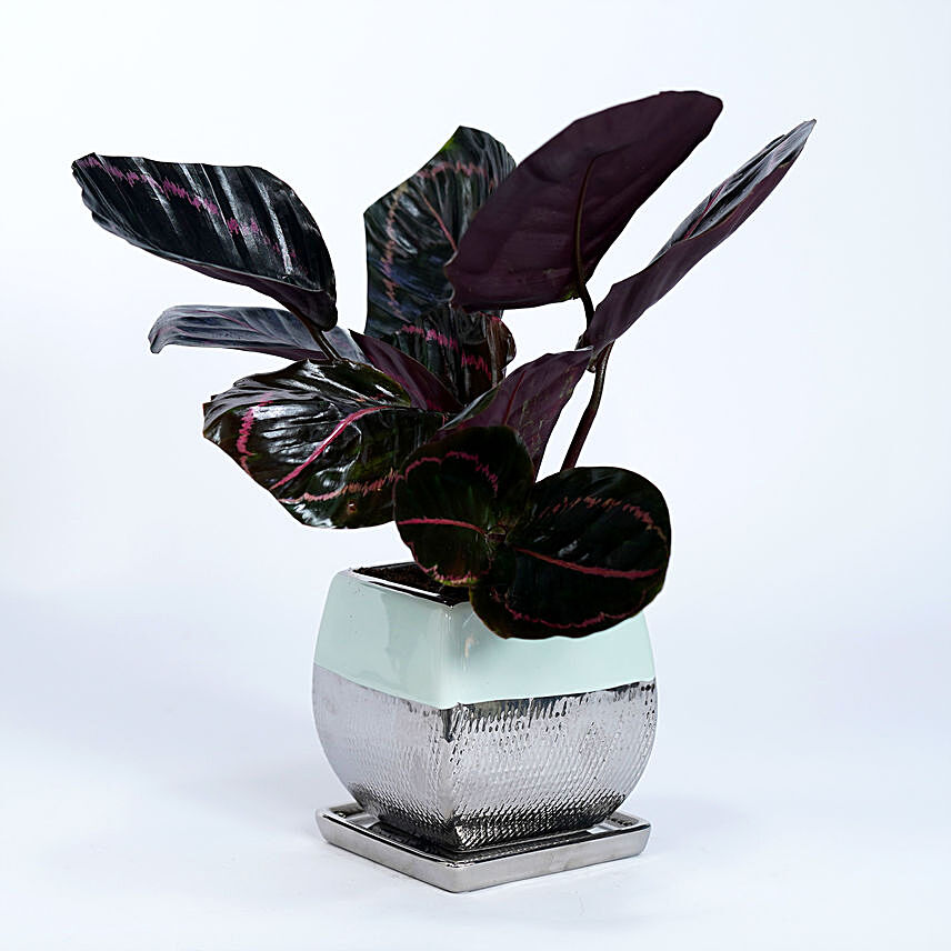 Calathea Plant In Designer Ceramic Pot