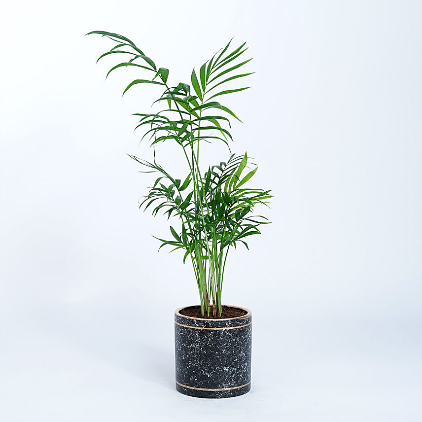 Chamaedorea Plant In Black N Golden Designer Pot