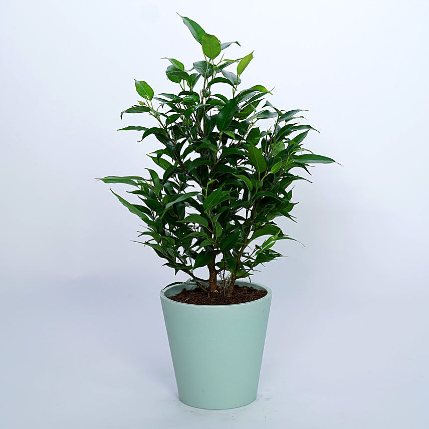 Ficus Benjamina Plant In Ceramic Pot