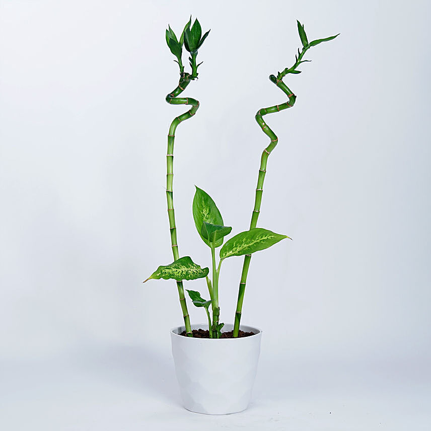 Spiral Bamboo N Dieffenbachia Plant In White Pot