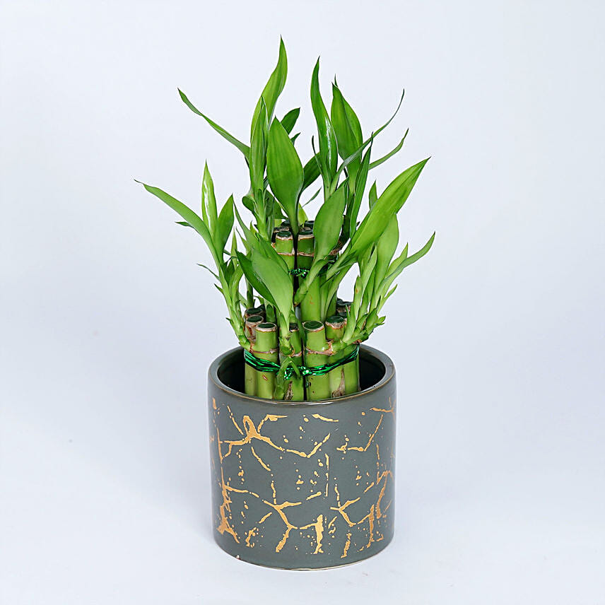 2 Layer Lucky Bamboo Plant In Designer Ceramic Pot