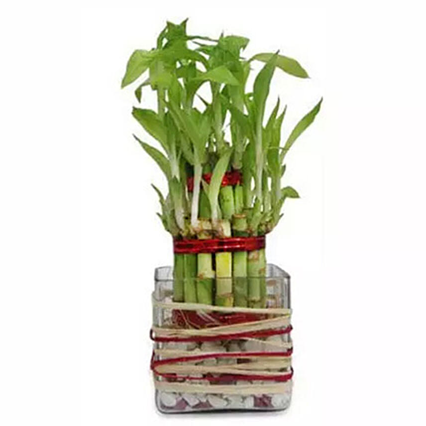 Good Luck Bamboo
