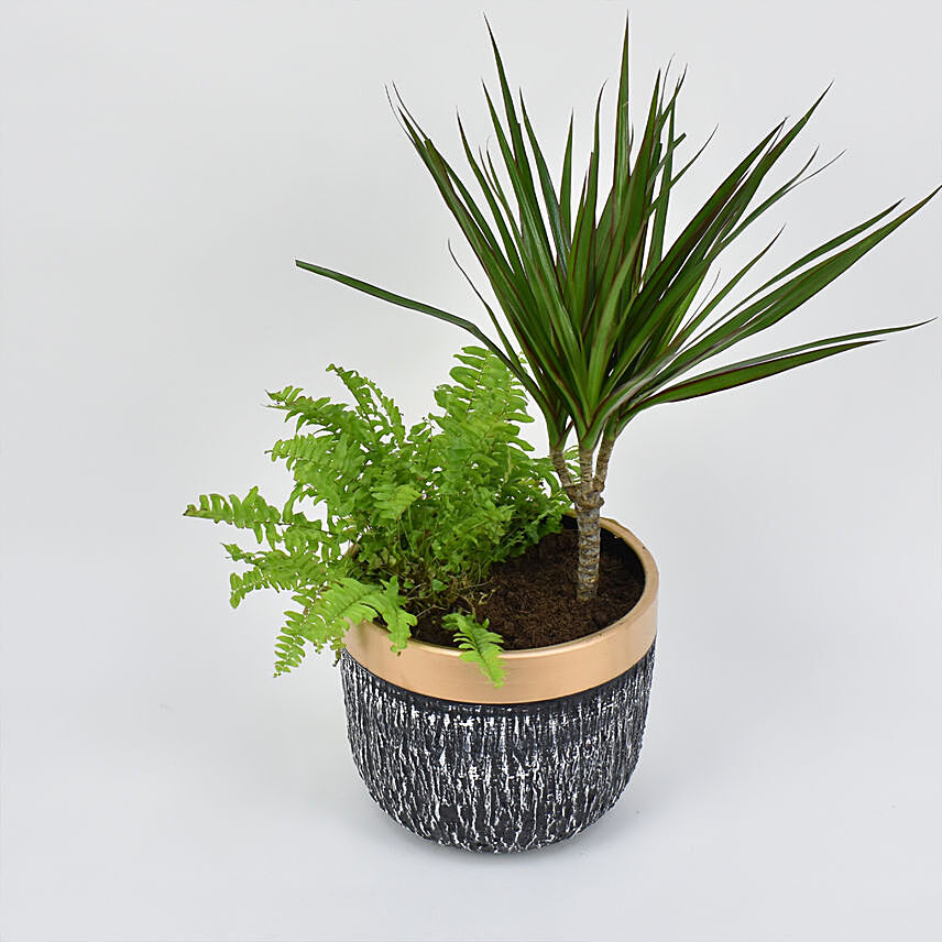 Dracaena & Nephlorepsis Plant In Dual Hues Ceramic Pot