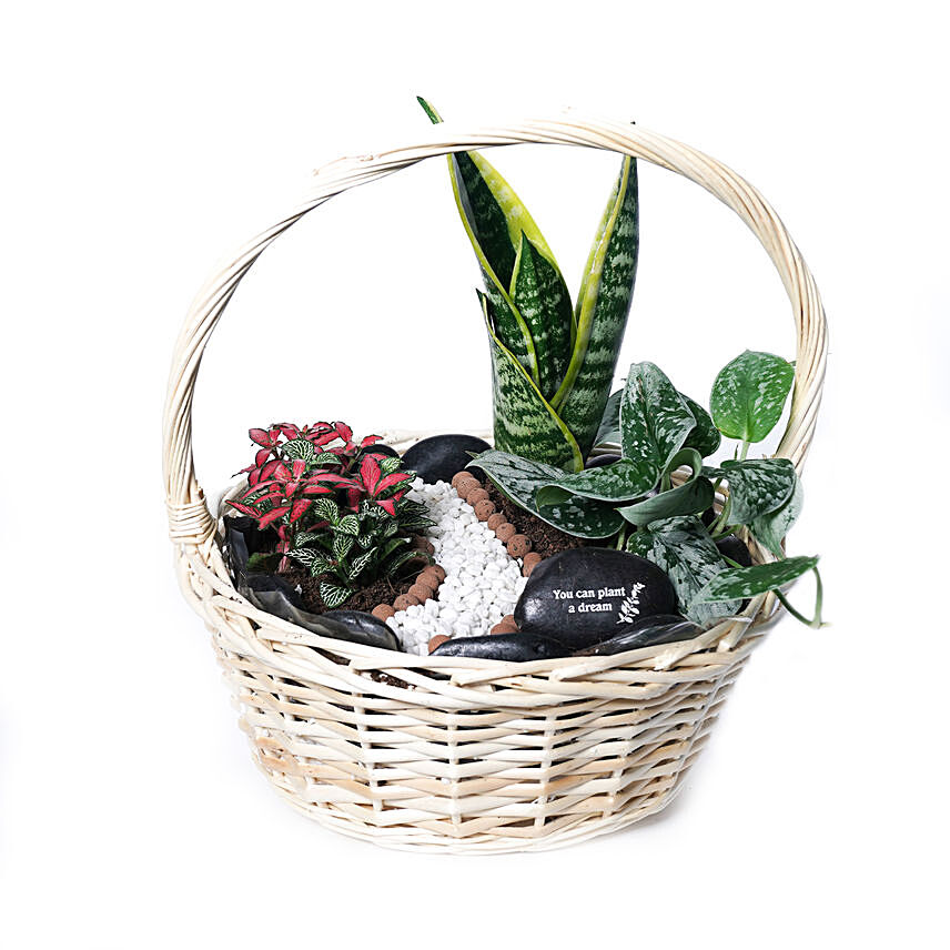 Dream a Plant Basket