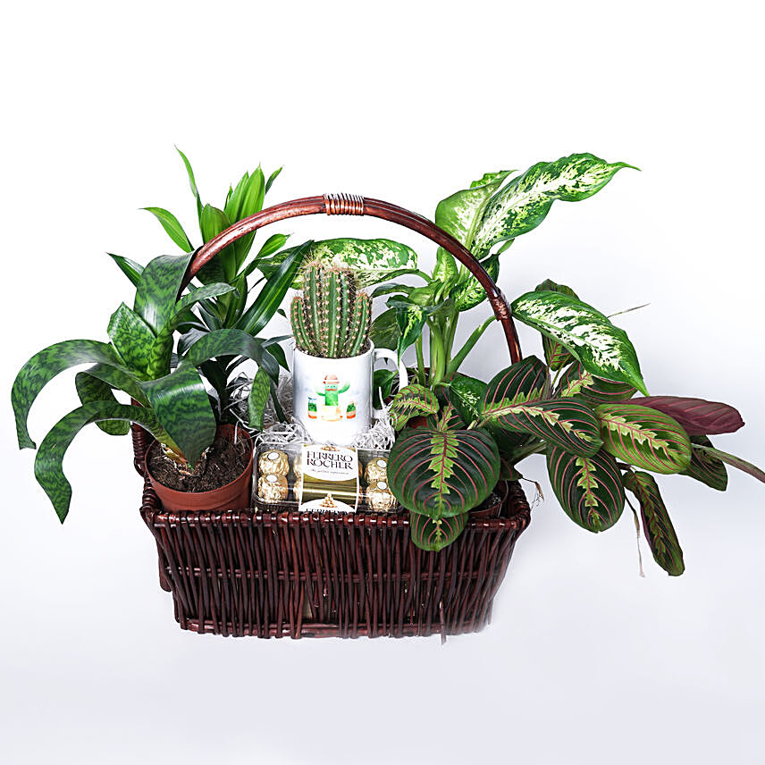 Nature Green gift Basket