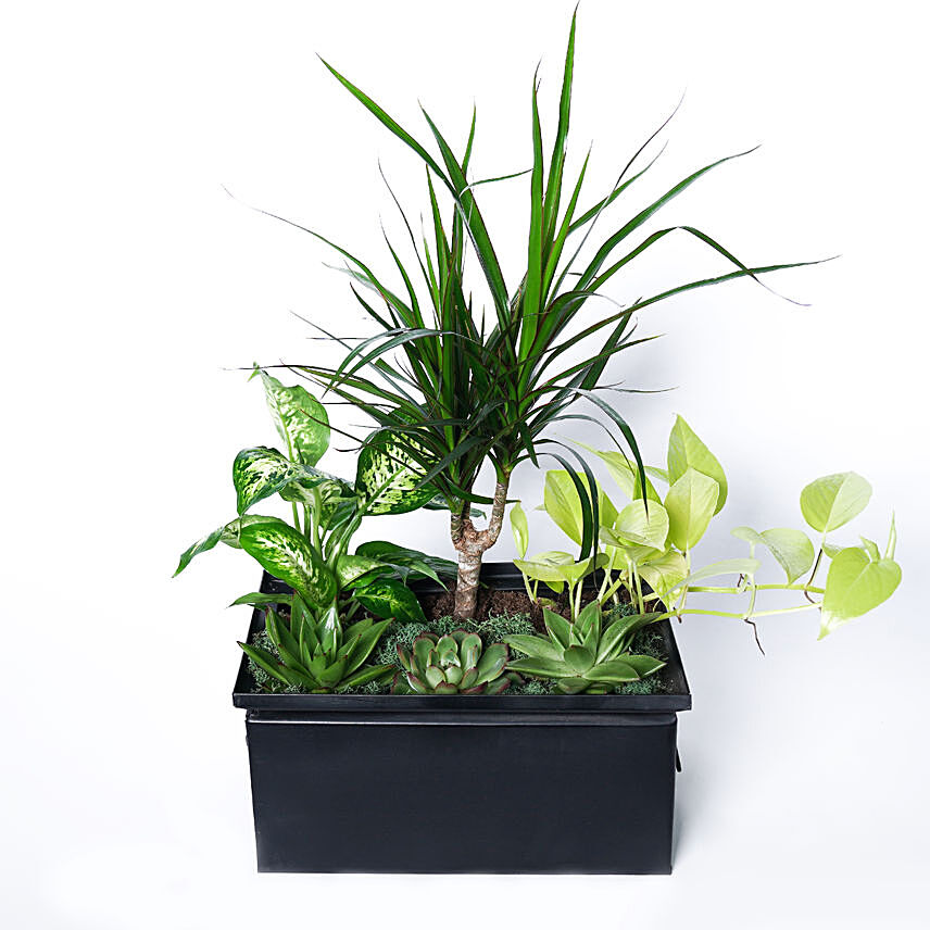Trio of Green Plants