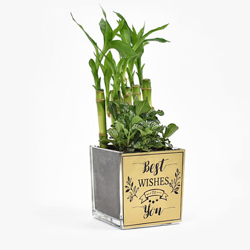 Best Wishes Lucky Bamboo n Fittonia
