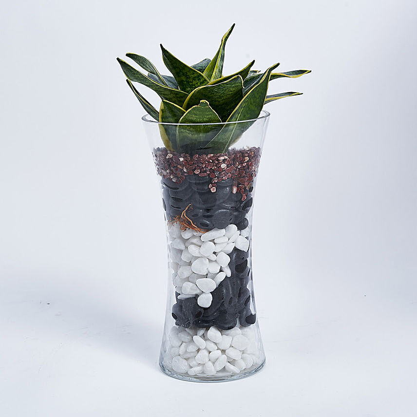 Sanseveria Plant in Tall Vase