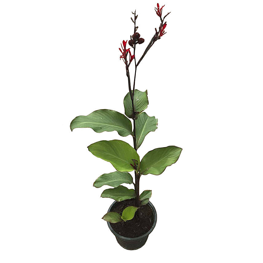 Canna Coccinea Plant Pot