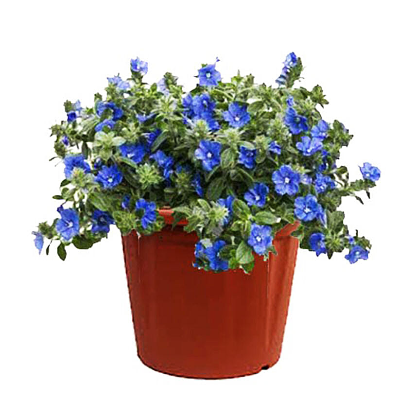 Morning Glory Plant Pot