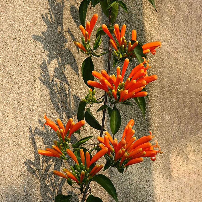 Orange Flame Trumpet Plant