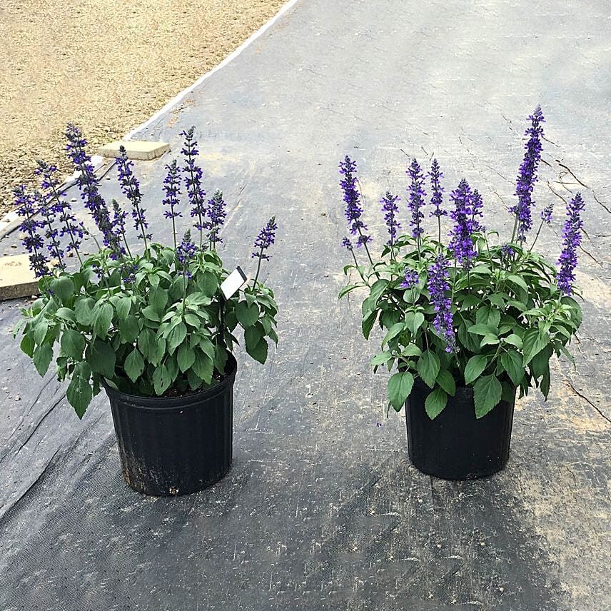 Salvia Plant Pot Combo