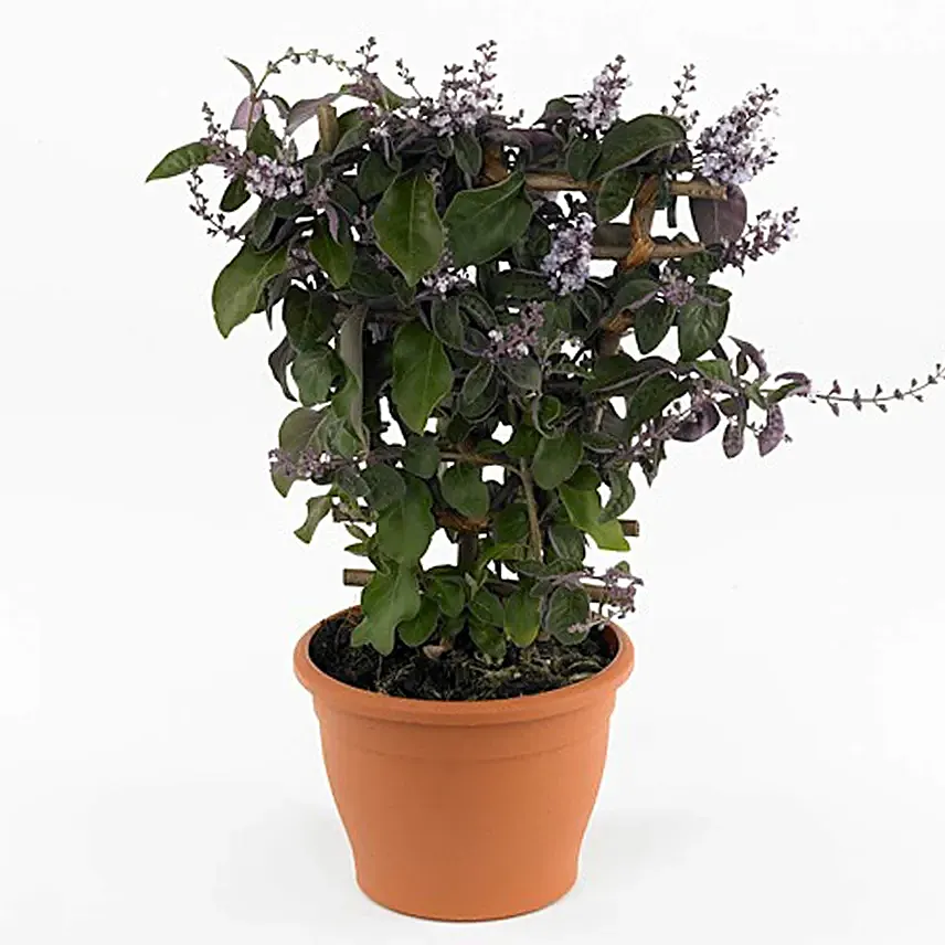 Vitex Rotundifolia Plant Pot