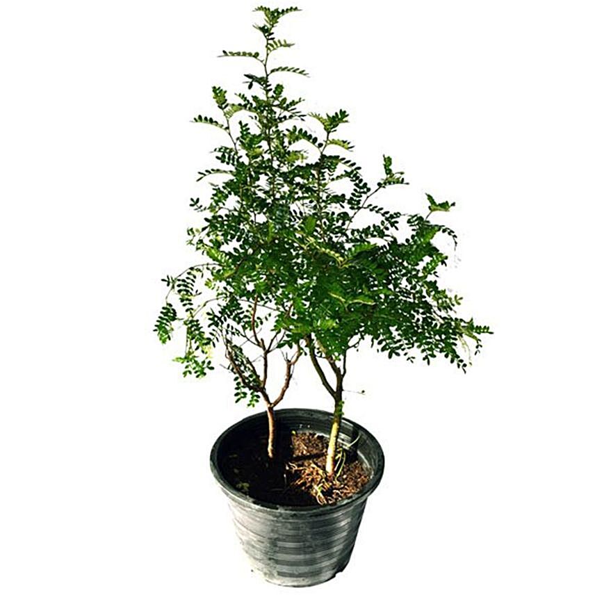 Zanthoxylum Plant Pot