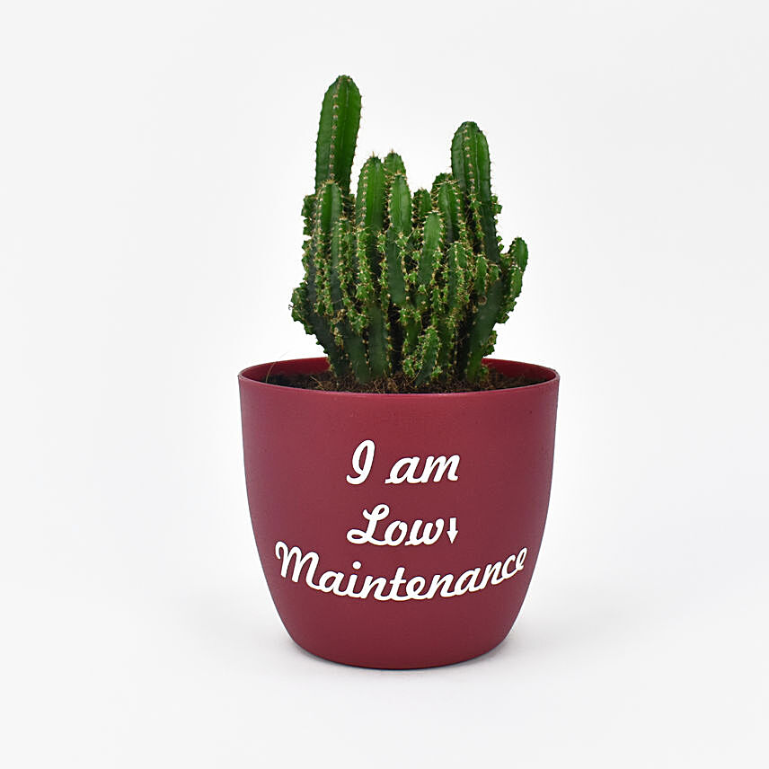 Cactus Plant In Printed Pot