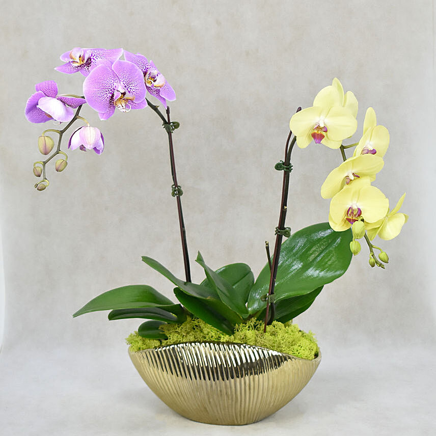 Dual Orchid Beauty