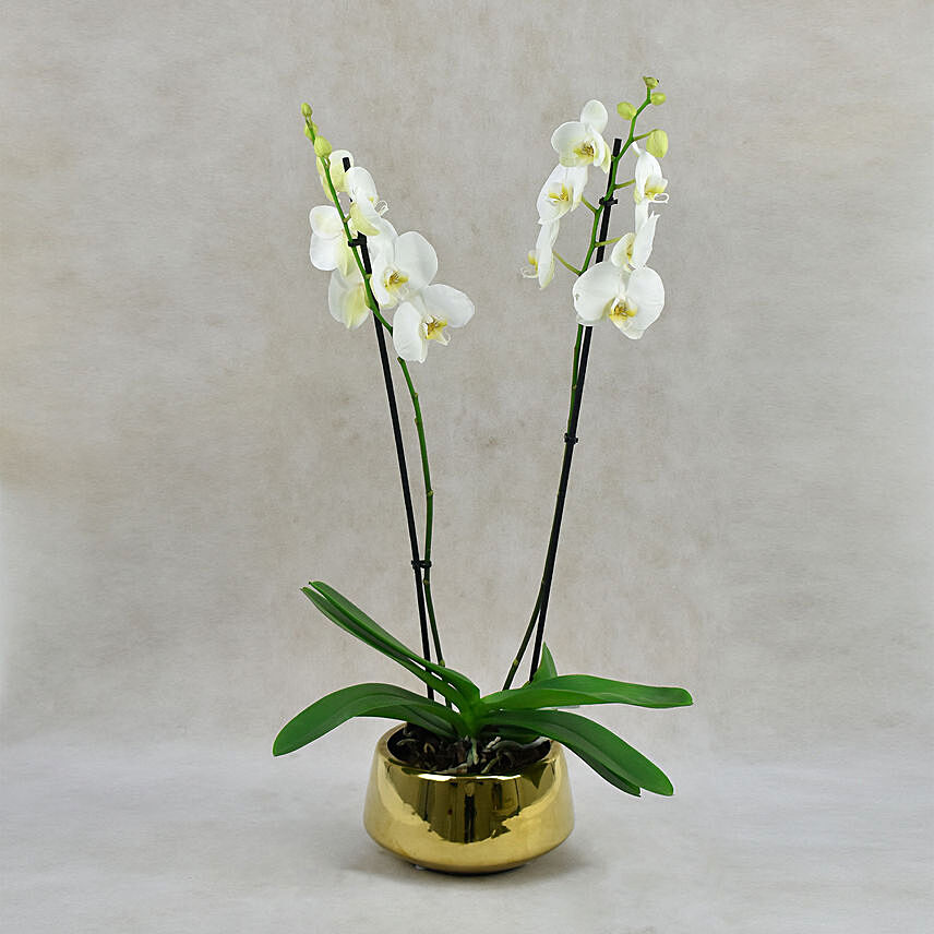 Dual Stem Orchid Plant in Premium Vase