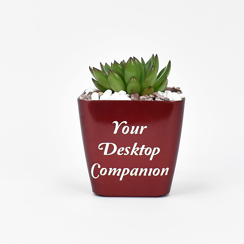 Echeveria Plant In Desktop Companion Pot