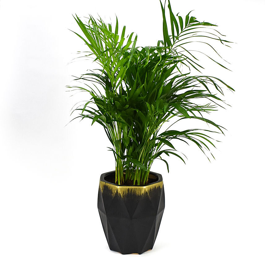 Medium Areca Palm Plant
