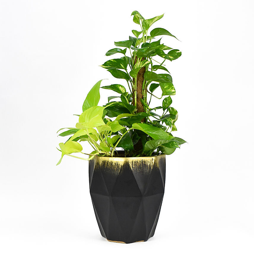 Tall Money Plant In Beautiful Pot