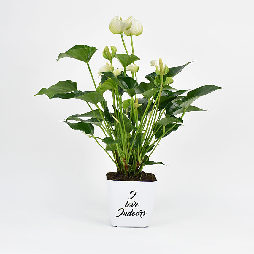 White Anthurium Plant In Printed Pot