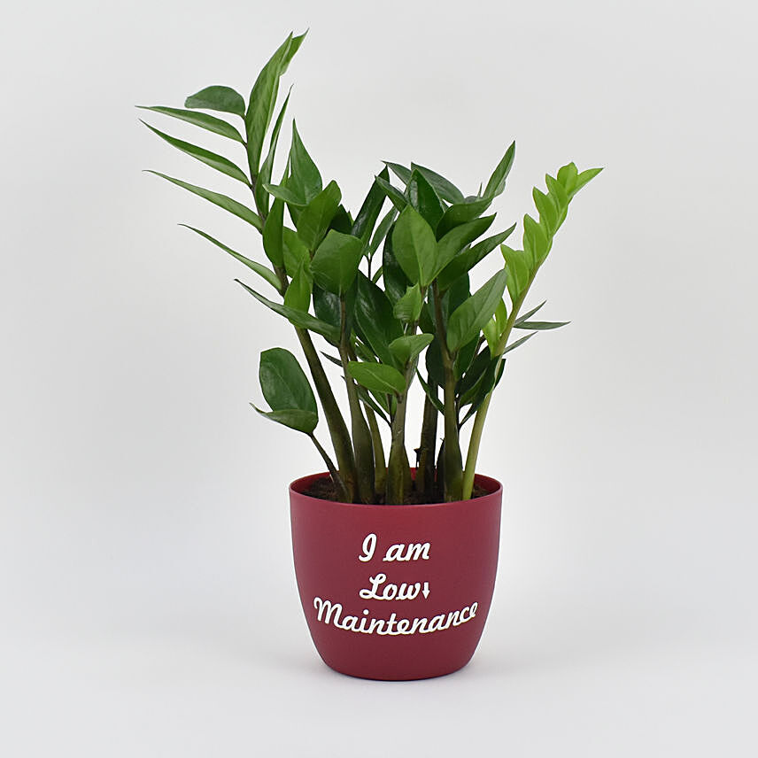 Zamioculcas Zamiifolia Plant In Printed Pot