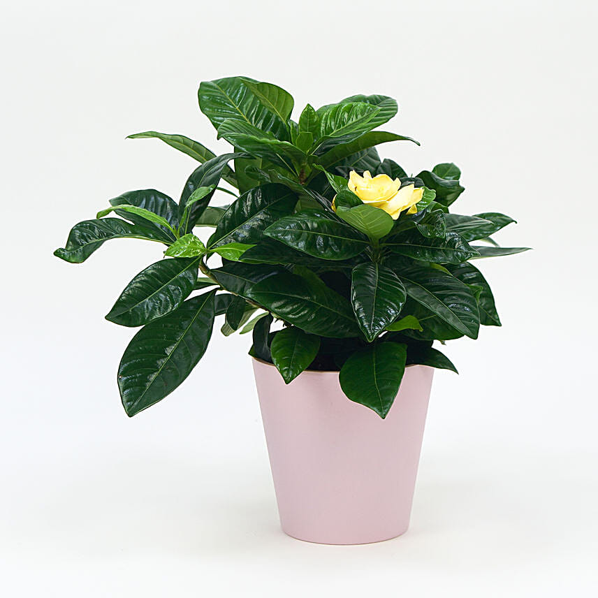 Beautiful Gardenia Jasmine Plant