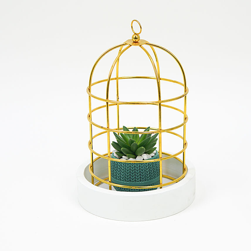 Cute Little Succulent In A Cage