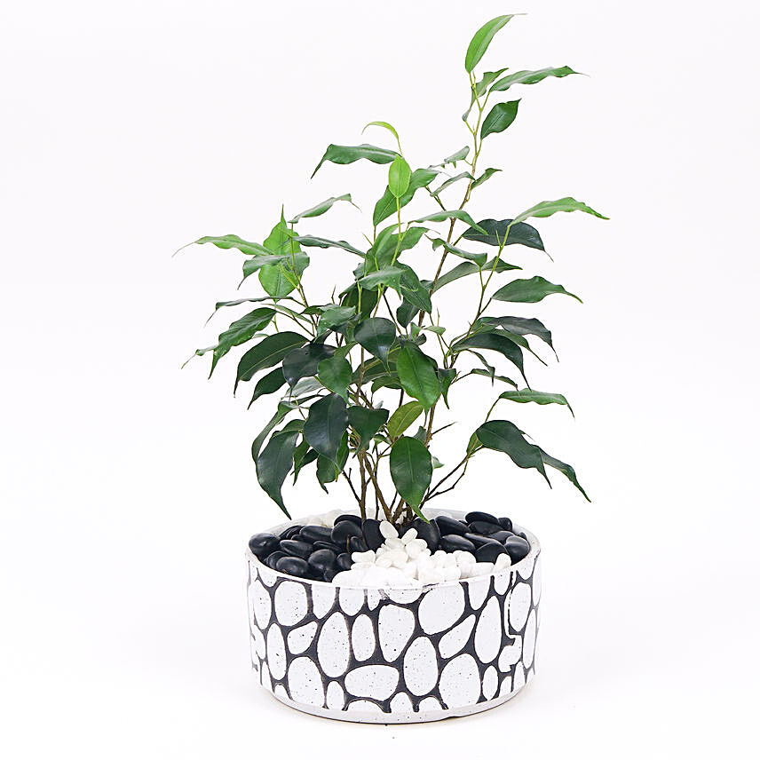 Ficus Benjamina in Stone pot