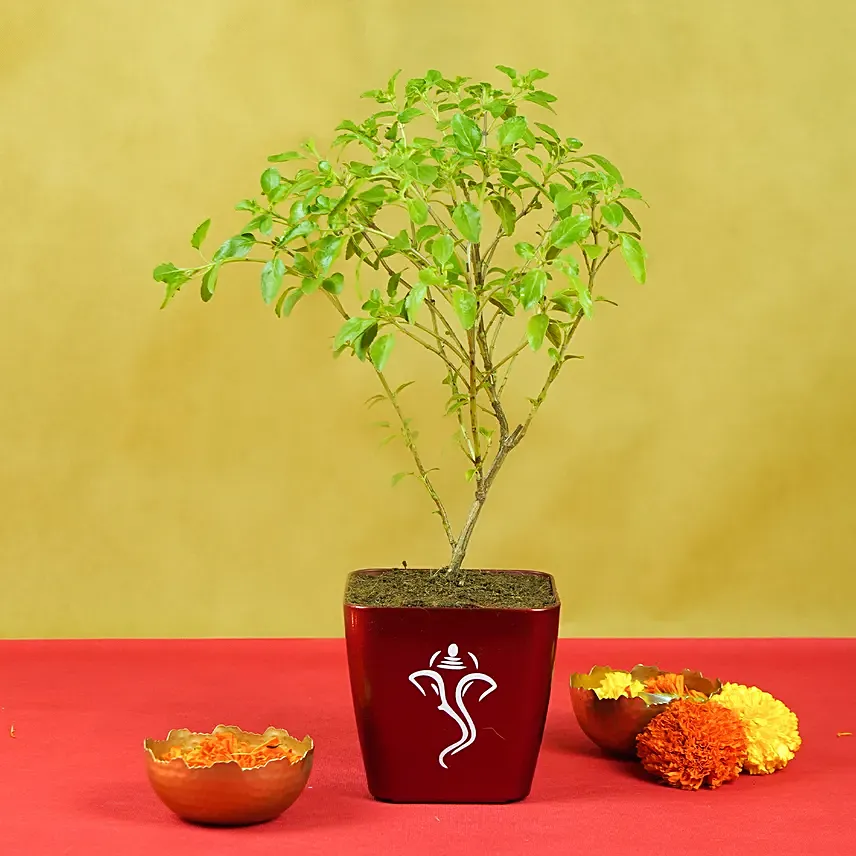 Tulsi Plant in Ganesha Planter