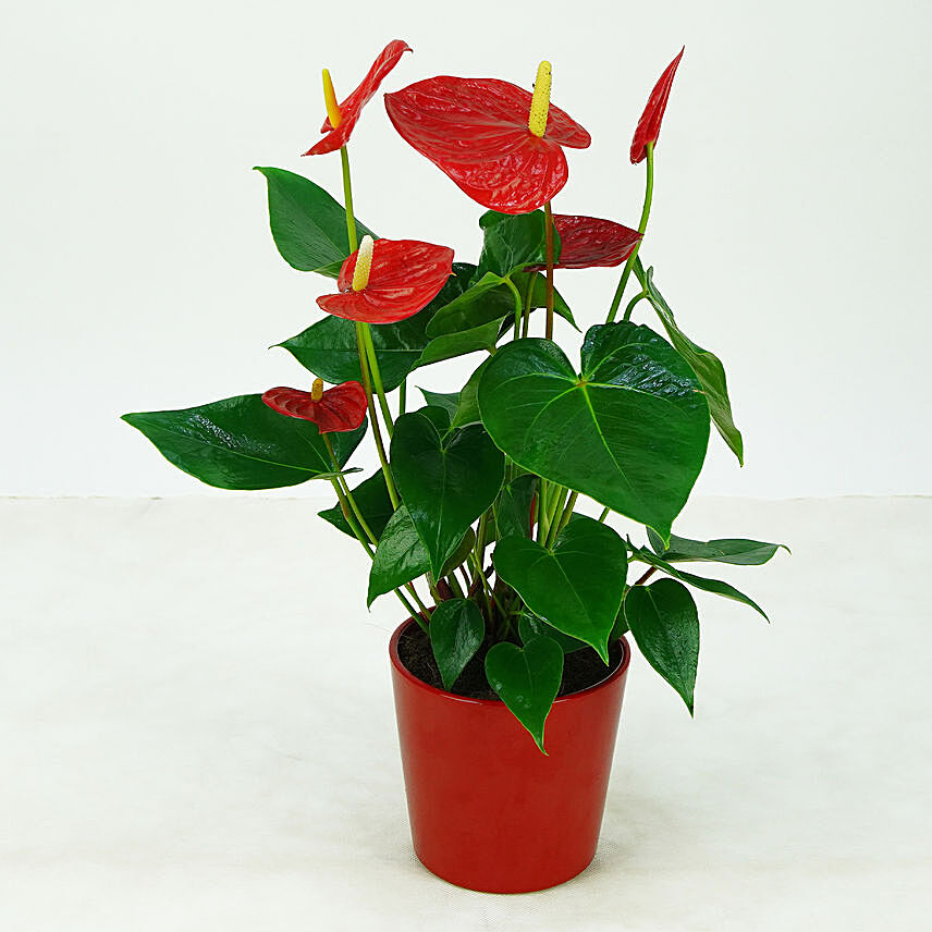 Lovely Red Anthurium Plant In Red Colour Pot