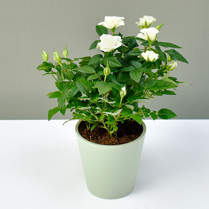 White Rose Plant in a Pot