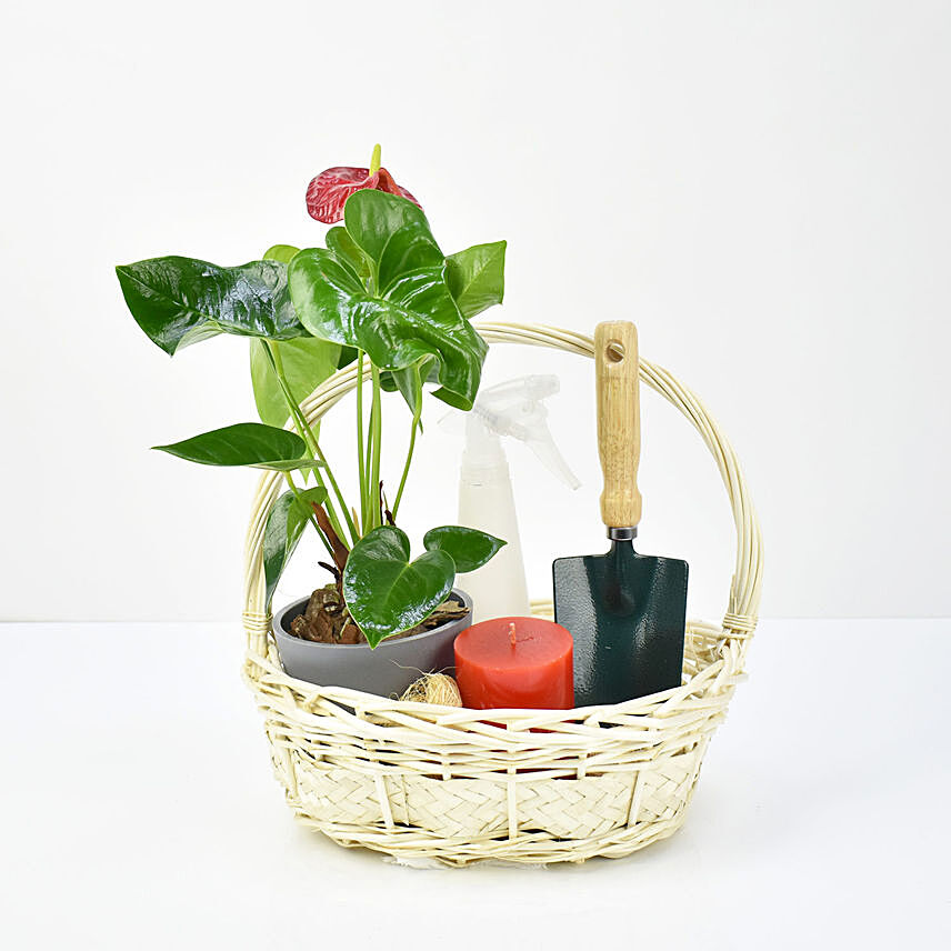 Grow n Nurture Anthurium Plant Basket