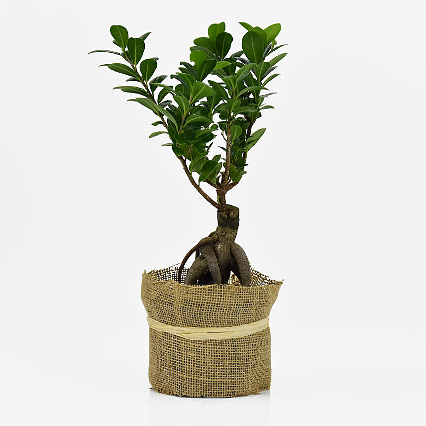 Ficus Bonsai Jute Warpped