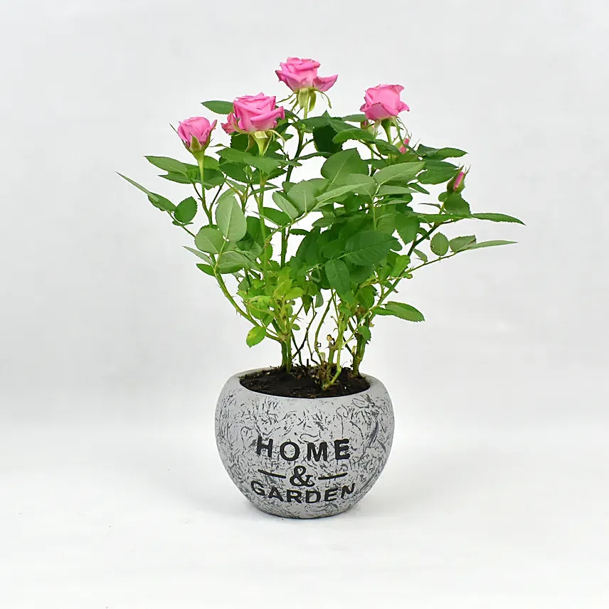 Pink Rose Plant in Fancy Planter