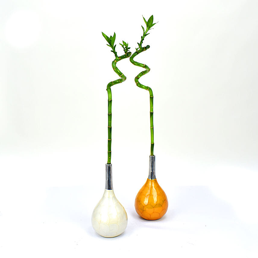 Set of 2 Spiral Bamboo in Premium Vase