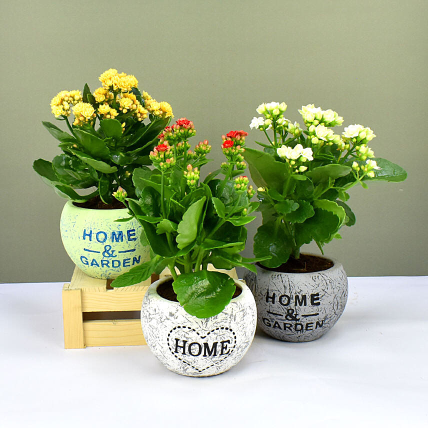 Set of 3 Kalanchoe Plants