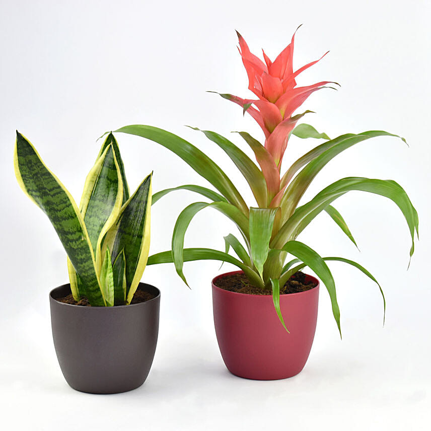 Indoor Plants Duo Snake and Guzmania Plant