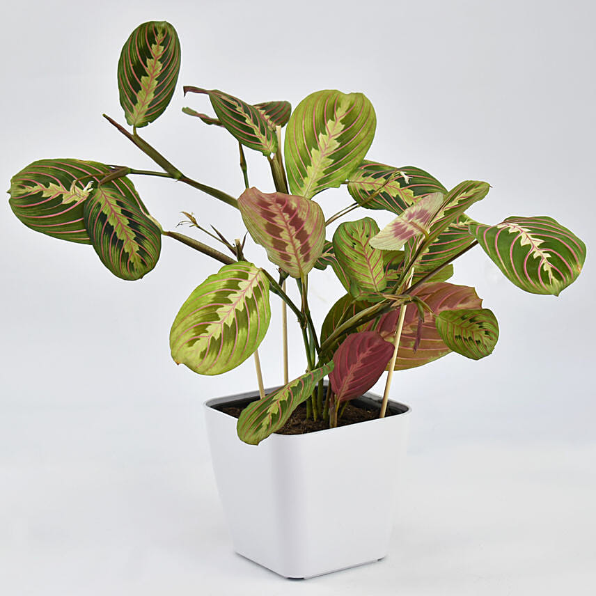 Maranta Potted Plant