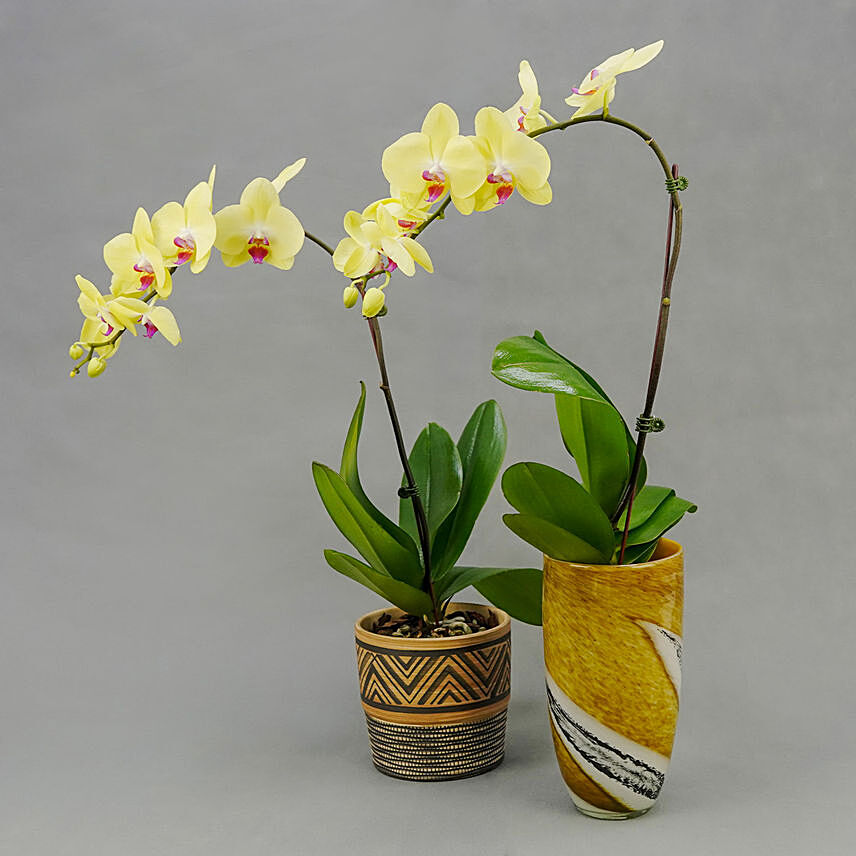 Duo of Yellow Orchid Plants
