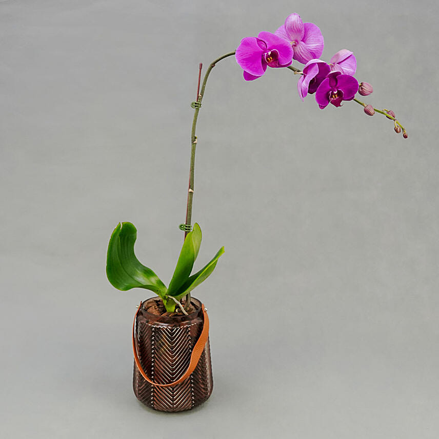 Purple Orchid in Premium Vase