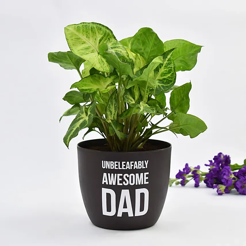 Unbeleafably Awesome Dad Syngonium Plant