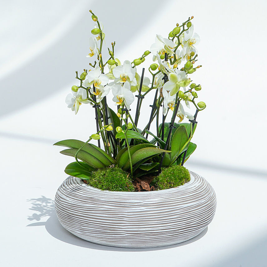 12 Stems Mini Holland Orchid in Bowl Planter