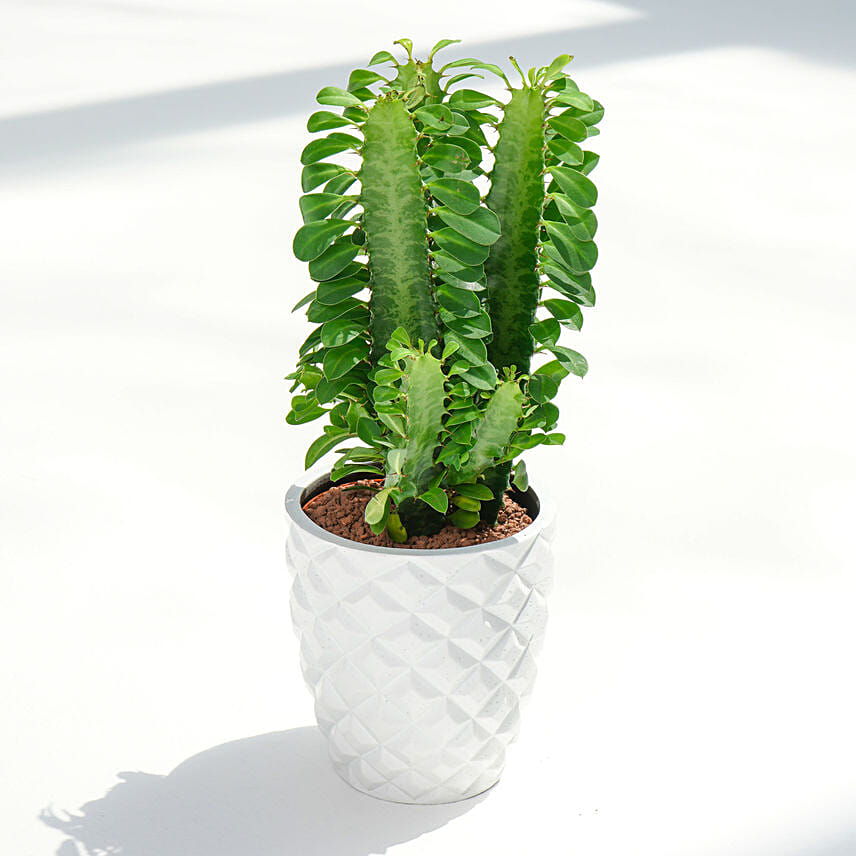 Euphorbia Trigona in Premium Planter