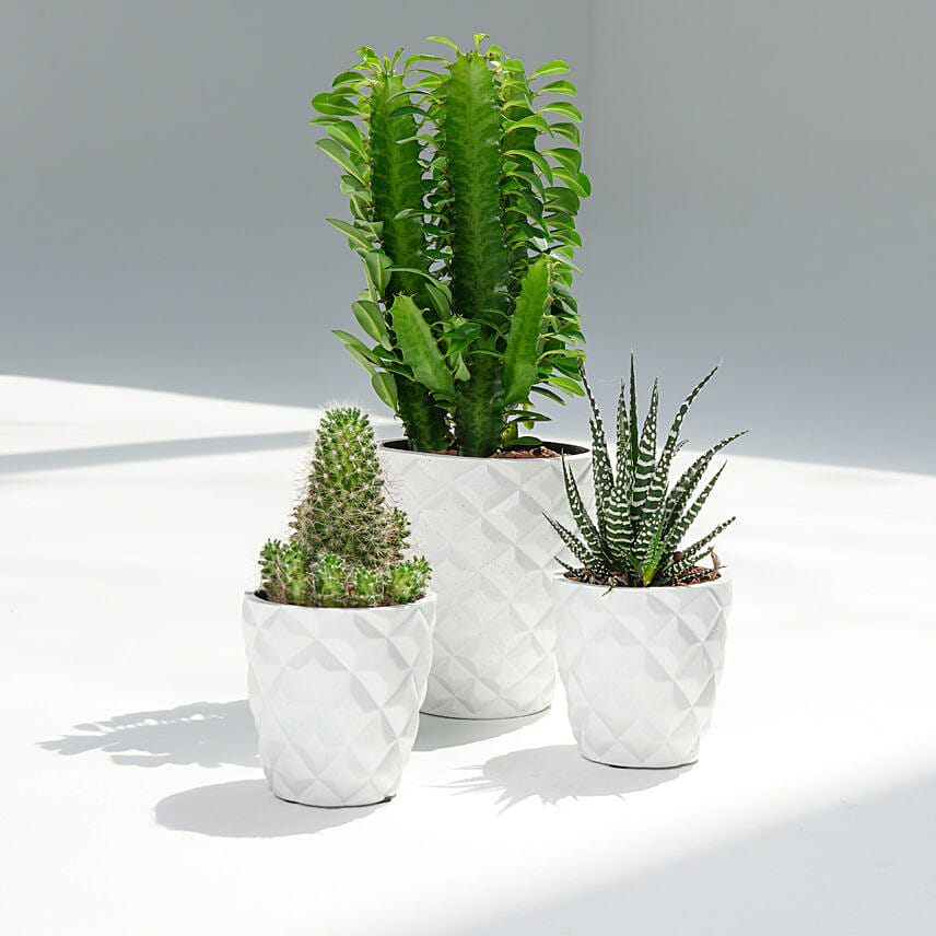 Euphorbia Trigona with Cactus and Haworthia